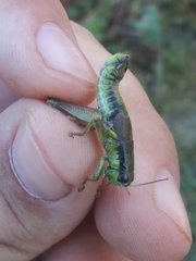 Melanoplus digitifer