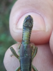 Melanoplus digitifer