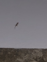 Hemidactylus turcicus