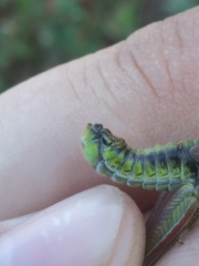 Melanoplus digitifer