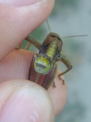 Melanoplus digitifer