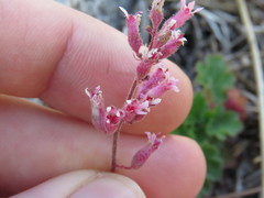 Rhodoheuchera