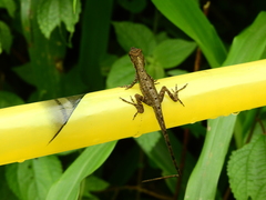 Anolis antonii