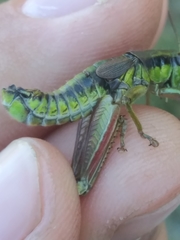 Melanoplus digitifer