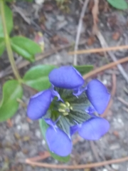 Gentiana affinis