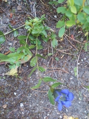 Gentiana affinis