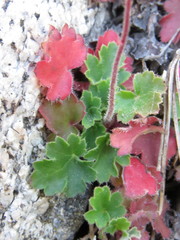 Rhodoheuchera