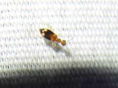 Stricticomus tobias