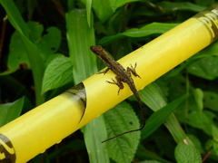 Anolis antonii