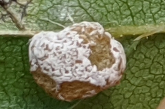 Exobasidium vaccinii