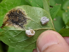 Exobasidium vaccinii