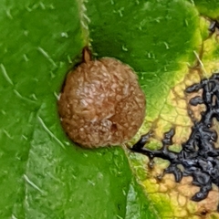 Exobasidium vaccinii