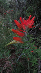 Castilleja fissifolia
