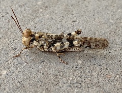 Trimerotropis pseudofasciata