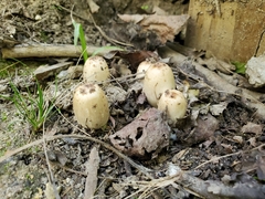 Coprinus comatus parvus