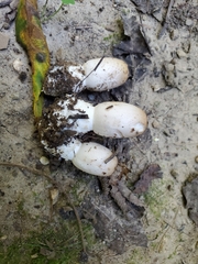 Coprinus comatus parvus