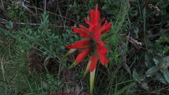 Castilleja fissifolia