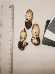 Coprinus comatus parvus