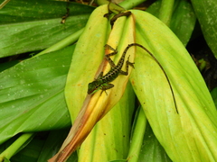 Anolis ventrimaculatus