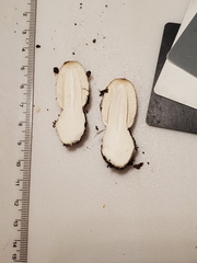 Coprinus comatus parvus