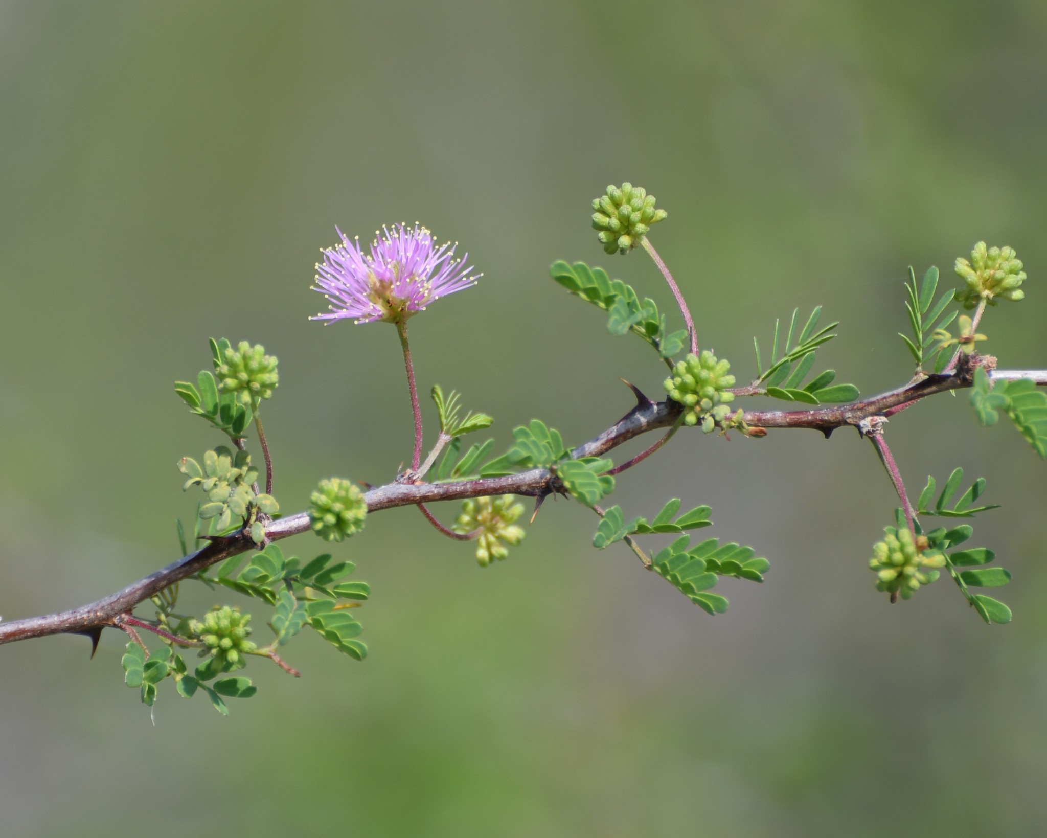Mimosa texana