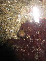 Micrelenchus tessellatus