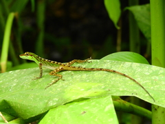 Anolis ventrimaculatus