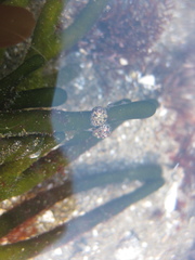 Micrelenchus tessellatus