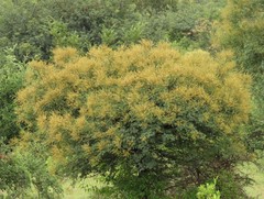 Vachellia leucophloea