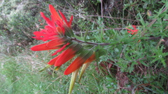 Castilleja fissifolia