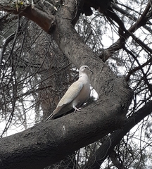 Streptopelia decaocto