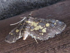 Eurrhyparodes bracteolalis