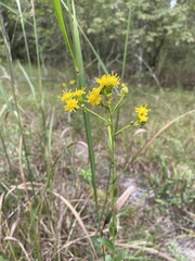Solidago rigida glabrata