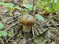Russula amerorecondita
