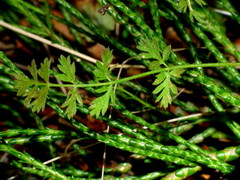 Chaerophyllum colensoi