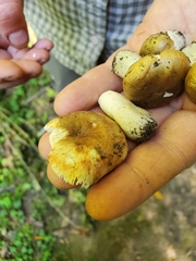 Russula amerorecondita