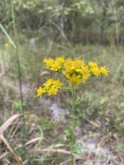 Solidago rigida glabrata