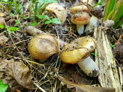 Russula amerorecondita