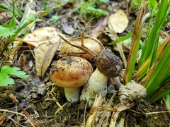 Russula amerorecondita