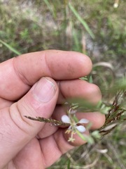 Oenothera filipes