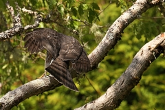 Accipiter striatus perobscurus