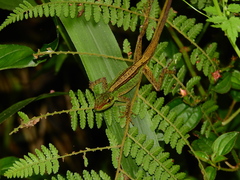 Anolis ventrimaculatus