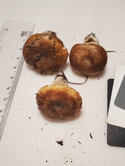 Russula amerorecondita