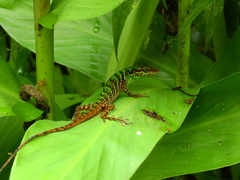 Anolis ventrimaculatus