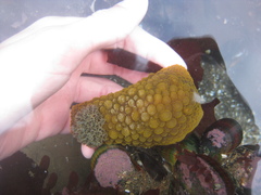 Doris wellingtonensis