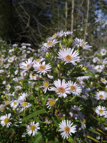 Photograph of Eastern American asters