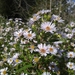 Eastern American Asters - Photo (c) Mitch, some rights reserved (CC BY-NC), uploaded by Mitch