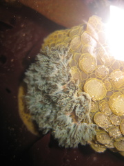 Doris wellingtonensis