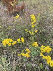 Solidago rigida glabrata