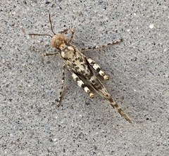 Trimerotropis pseudofasciata